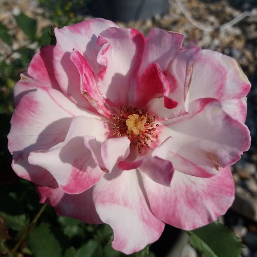 Tanelaigib Fleurs hybrid de thé - rosier à haute tige